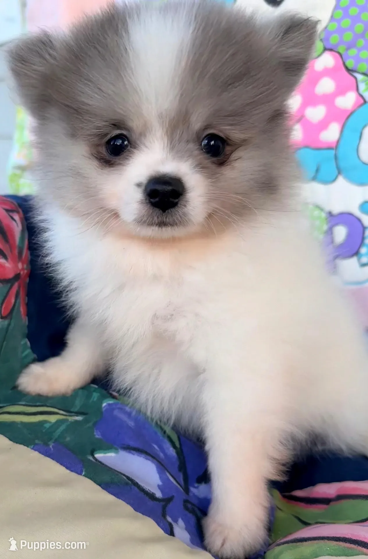AKC 3, a male Pomeranian for sale in Pace, FL – 5 of 10