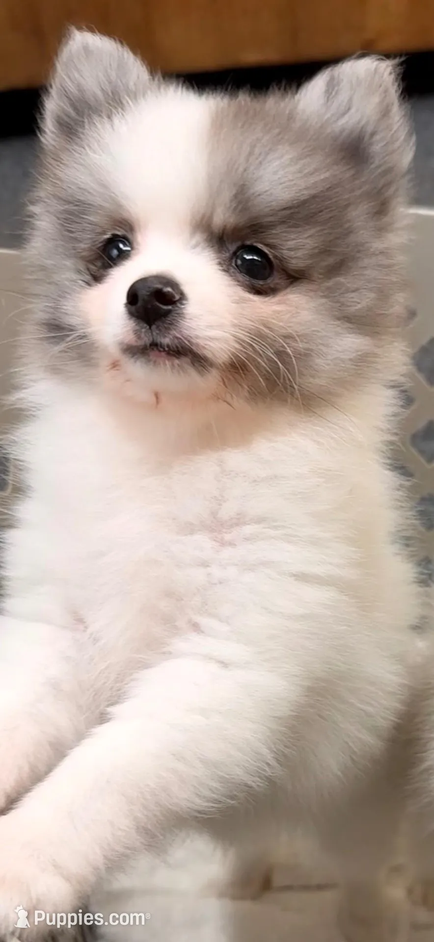 AKC 5, a male Pomeranian for sale in Pace, FL – 4 of 10