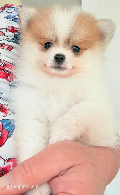AKC 4 – Pomeranian puppy for sale in Pace, FL