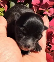 Akc 7 female, a female Pomeranian for sale in Pace, FL – Photo 2 of 10