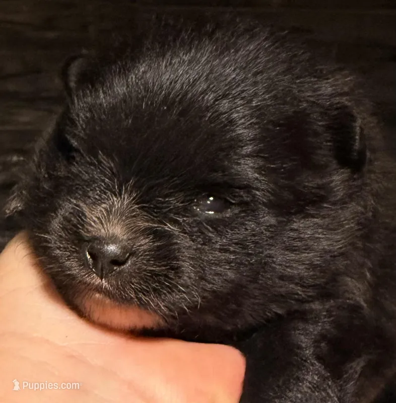 Akc 7 female – Pomeranian puppy for sale in Pace, FL