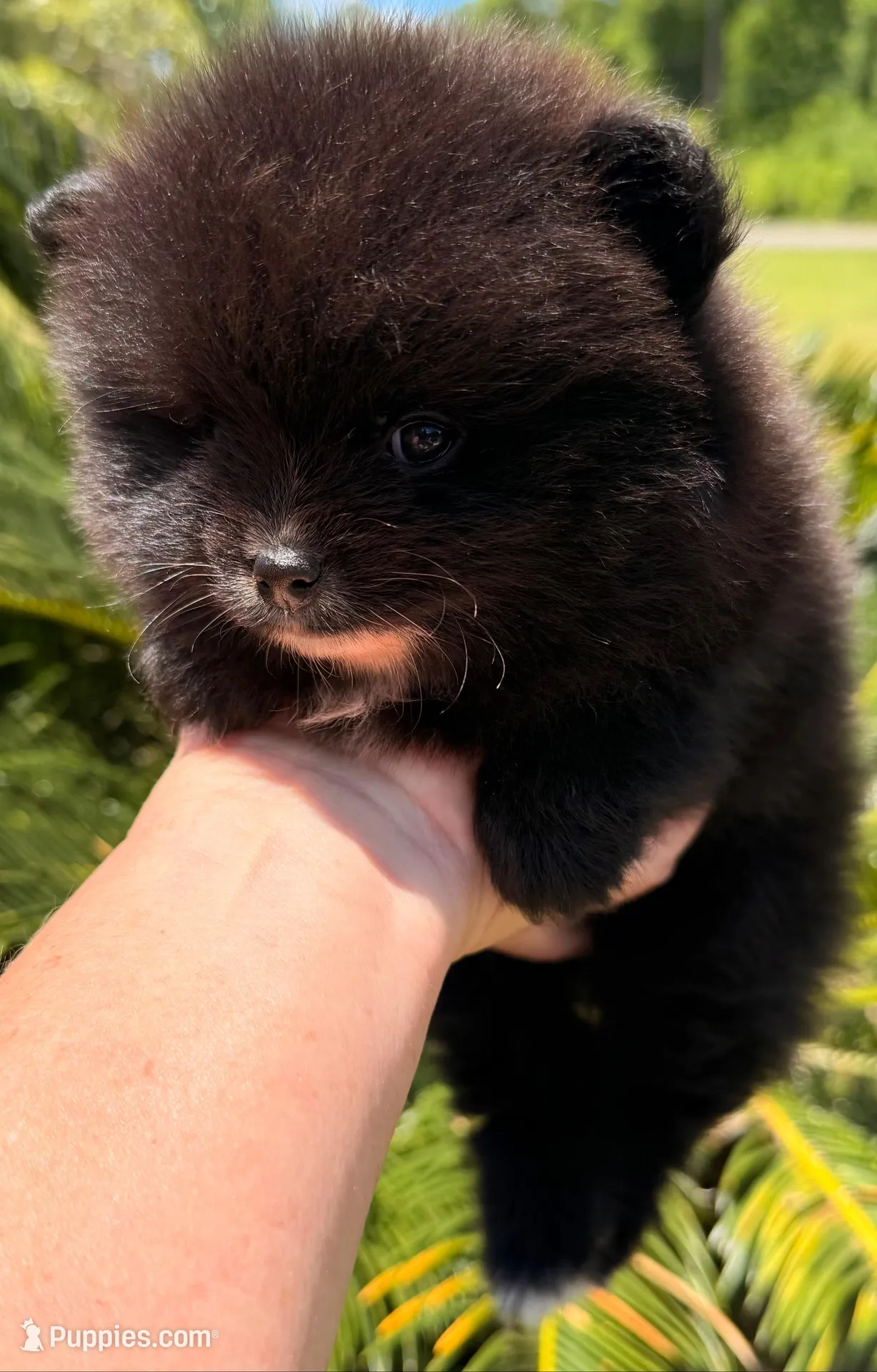Akc 7 female, a female Pomeranian for sale in Pace, FL – 4 of 10