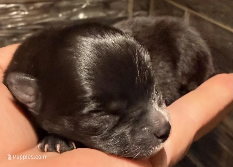 Akc 7 female – Pomeranian puppy for sale in Pace, FL