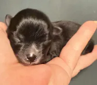 Akc 7 female, a female Pomeranian for sale in Pace, FL – Photo 8 of 10