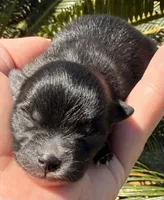 Akc 7 female, a female Pomeranian for sale in Pace, FL – Photo 3 of 10