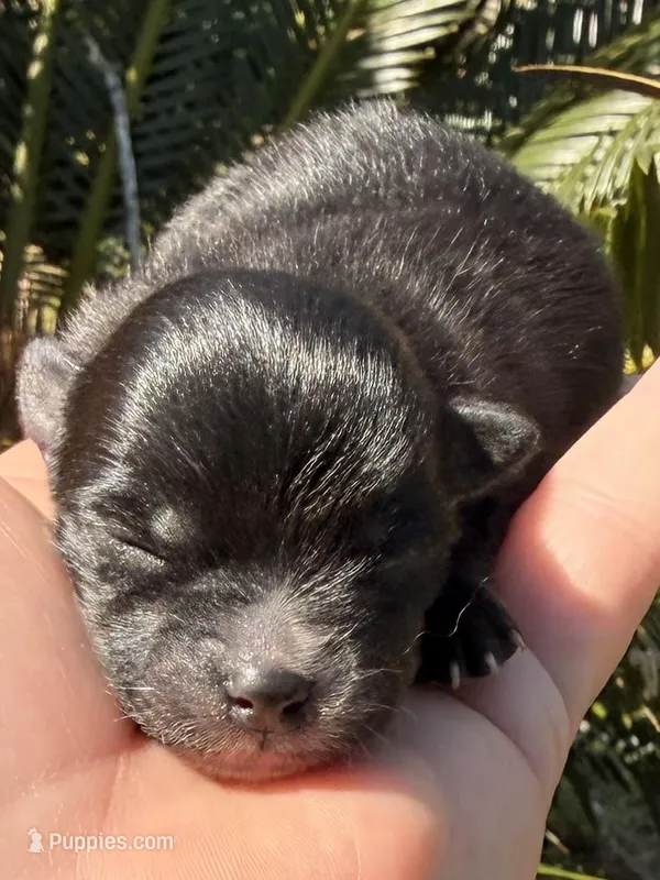 Akc 7 female – Pomeranian puppy for sale in Pace, FL