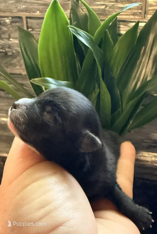 Akc 7 female – Pomeranian puppy for sale in Pace, FL