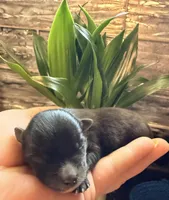 Akc 7 female, a female Pomeranian for sale in Pace, FL – Photo 10 of 10