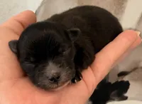 Akc 7 female, a female Pomeranian for sale in Pace, FL – Photo 5 of 10