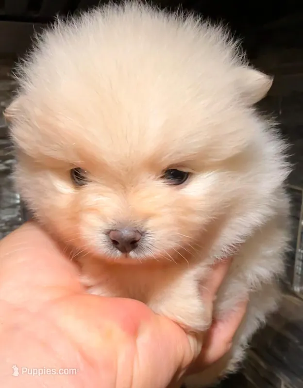 AKC 9 – Pomeranian puppy for sale in Pace, FL