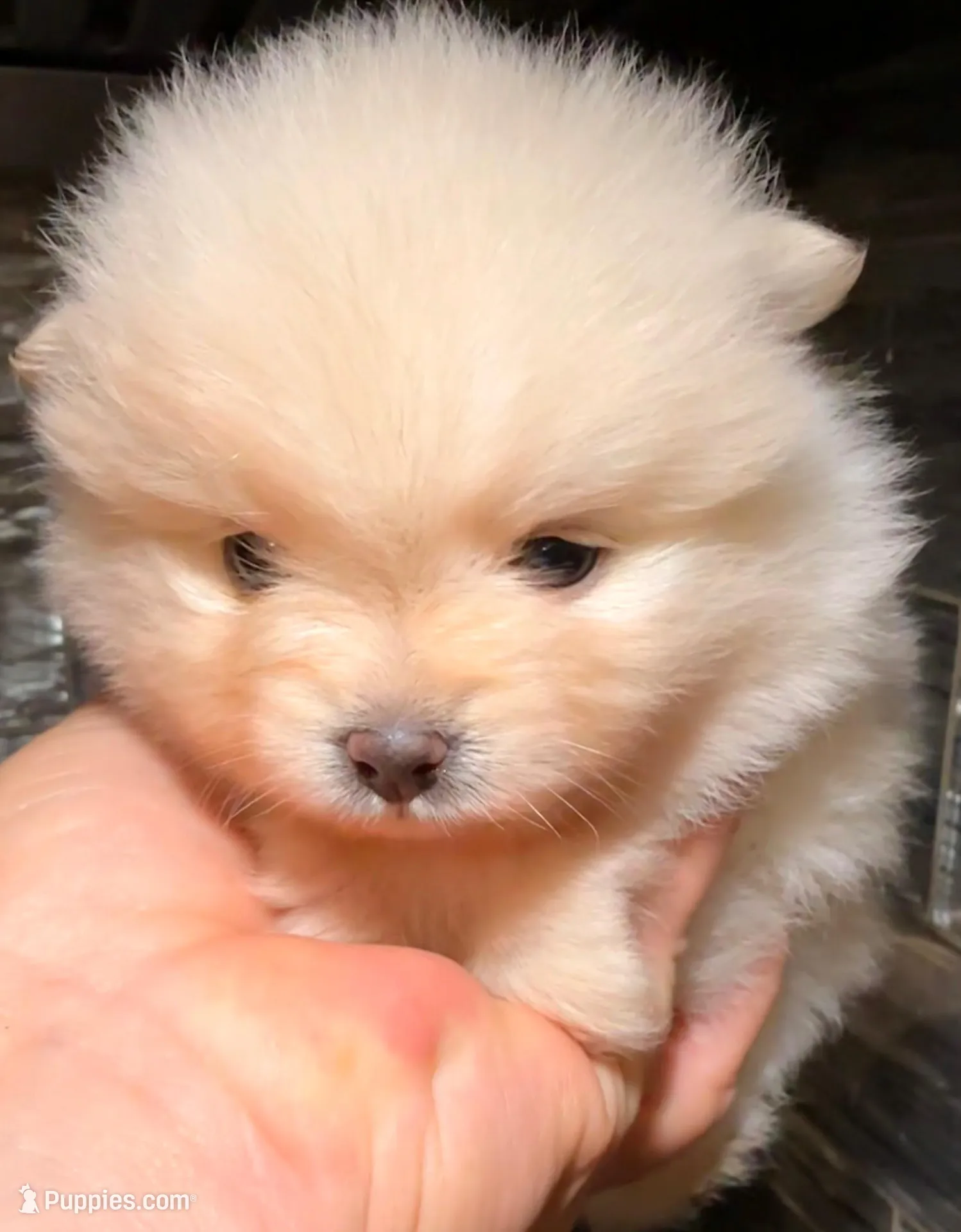 AKC 9, a female Pomeranian for sale in Pace, FL – 6 of 10