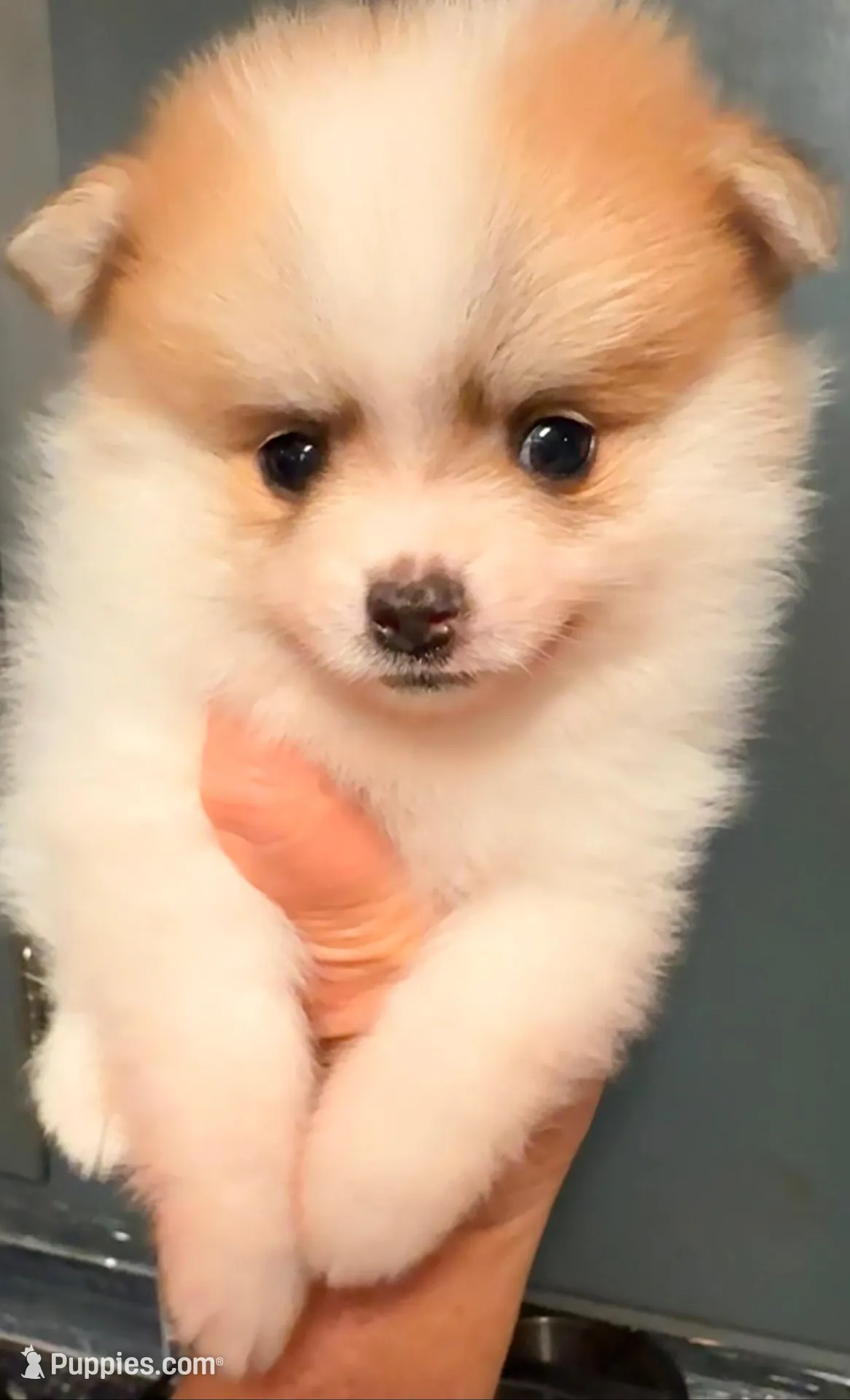 Congrats Scott and Melissa🥰, a male Pomeranian for sale in Pace, FL – 9 of 10