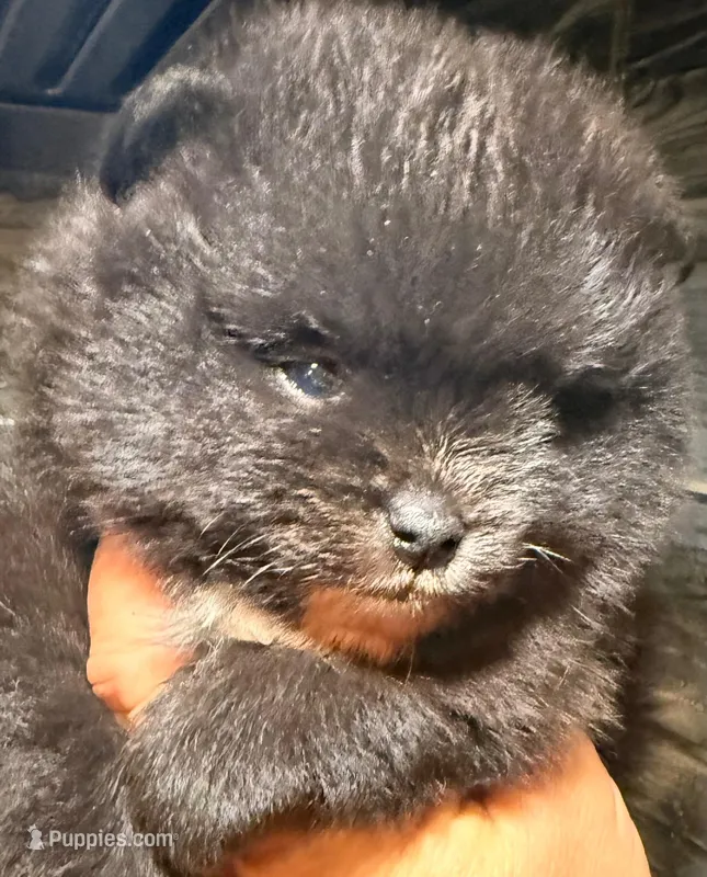 AKC 6 – Pomeranian puppy for sale in Pace, FL