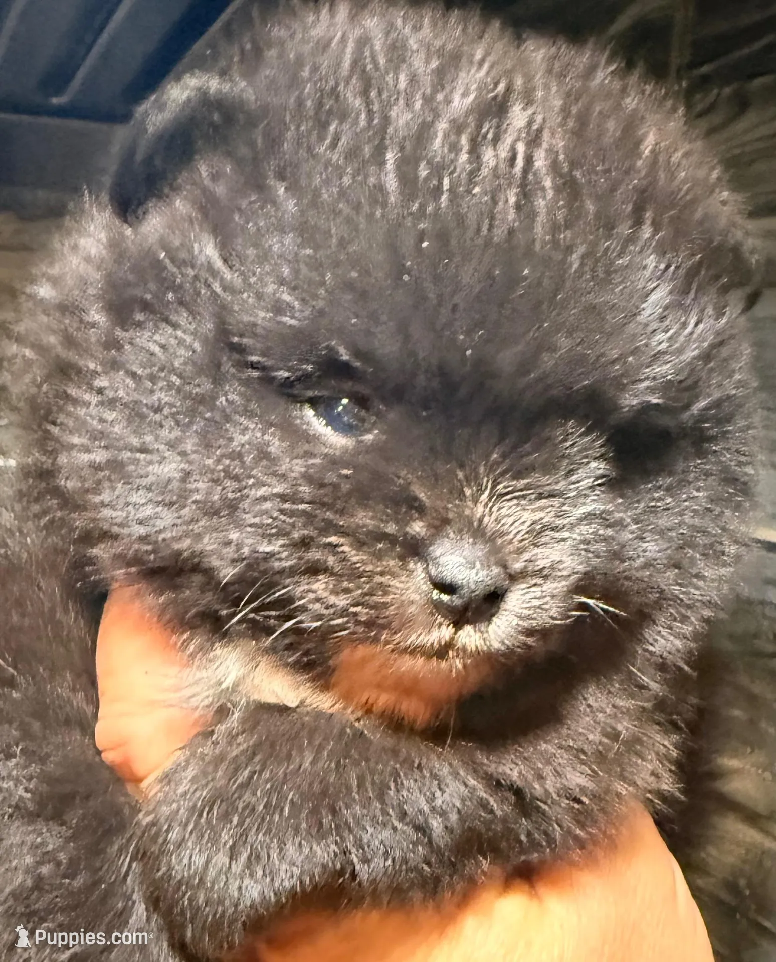 AKC 6, a male Pomeranian for sale in Pace, FL – 4 of 9