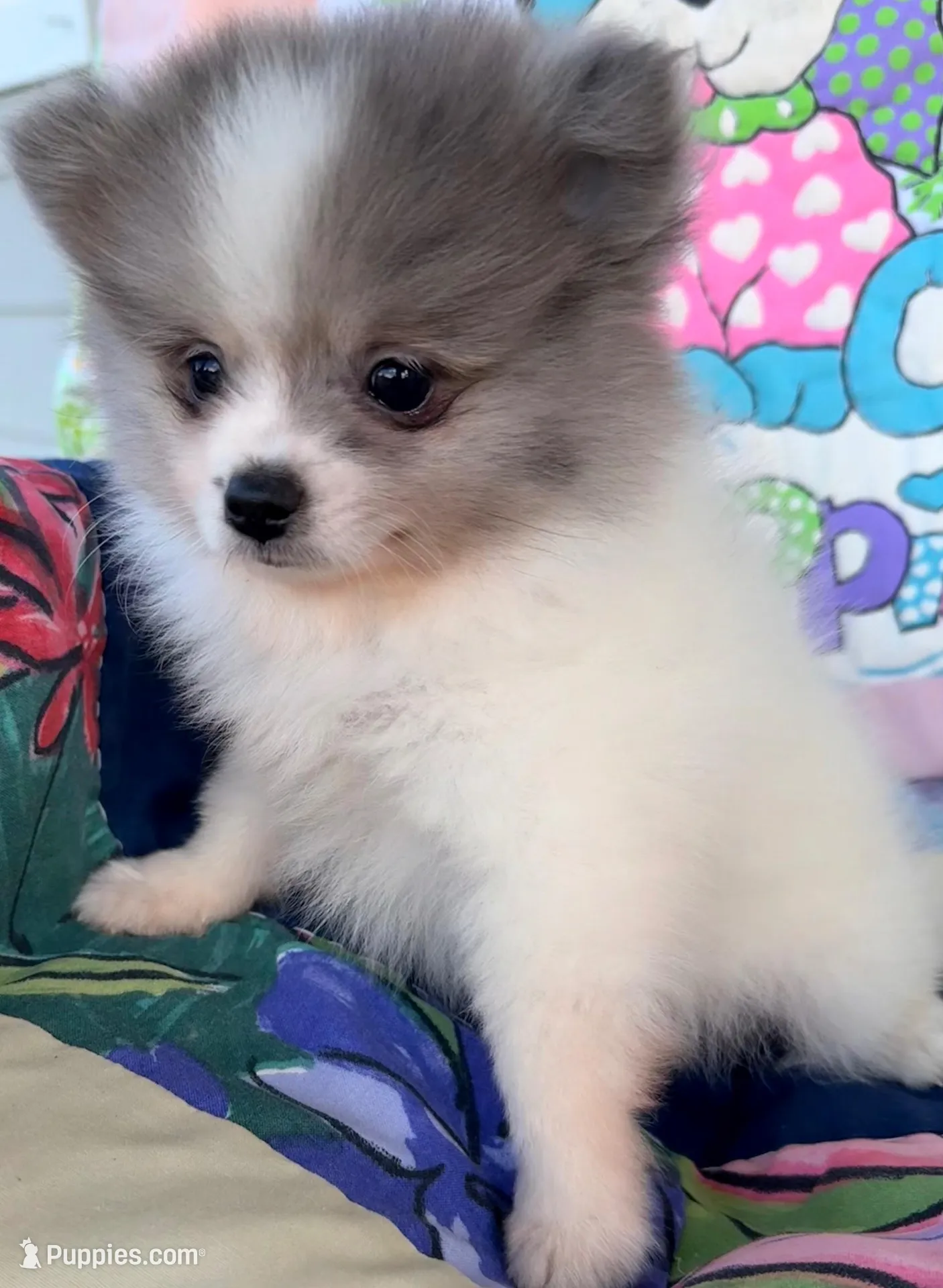 AKC 3, a male Pomeranian for sale in Pace, FL – 6 of 10