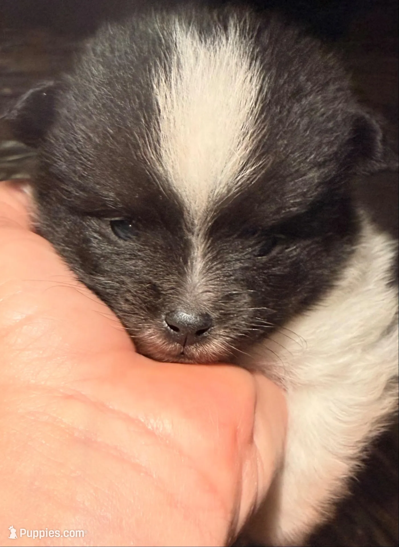 AKC 1 – Pomeranian puppy for sale in Pace, FL