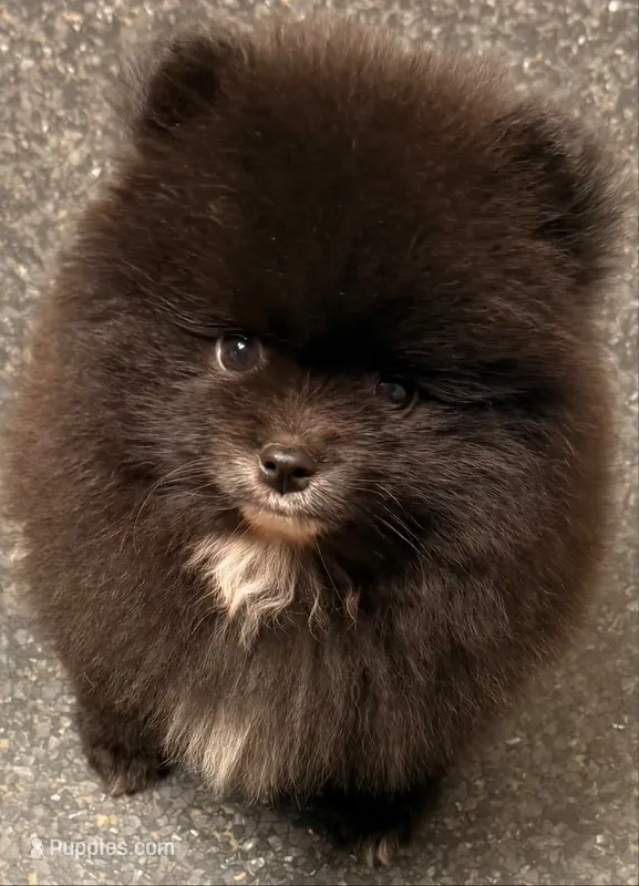AKC Shadow 🩵 – Pomeranian puppy for sale in Pace, FL