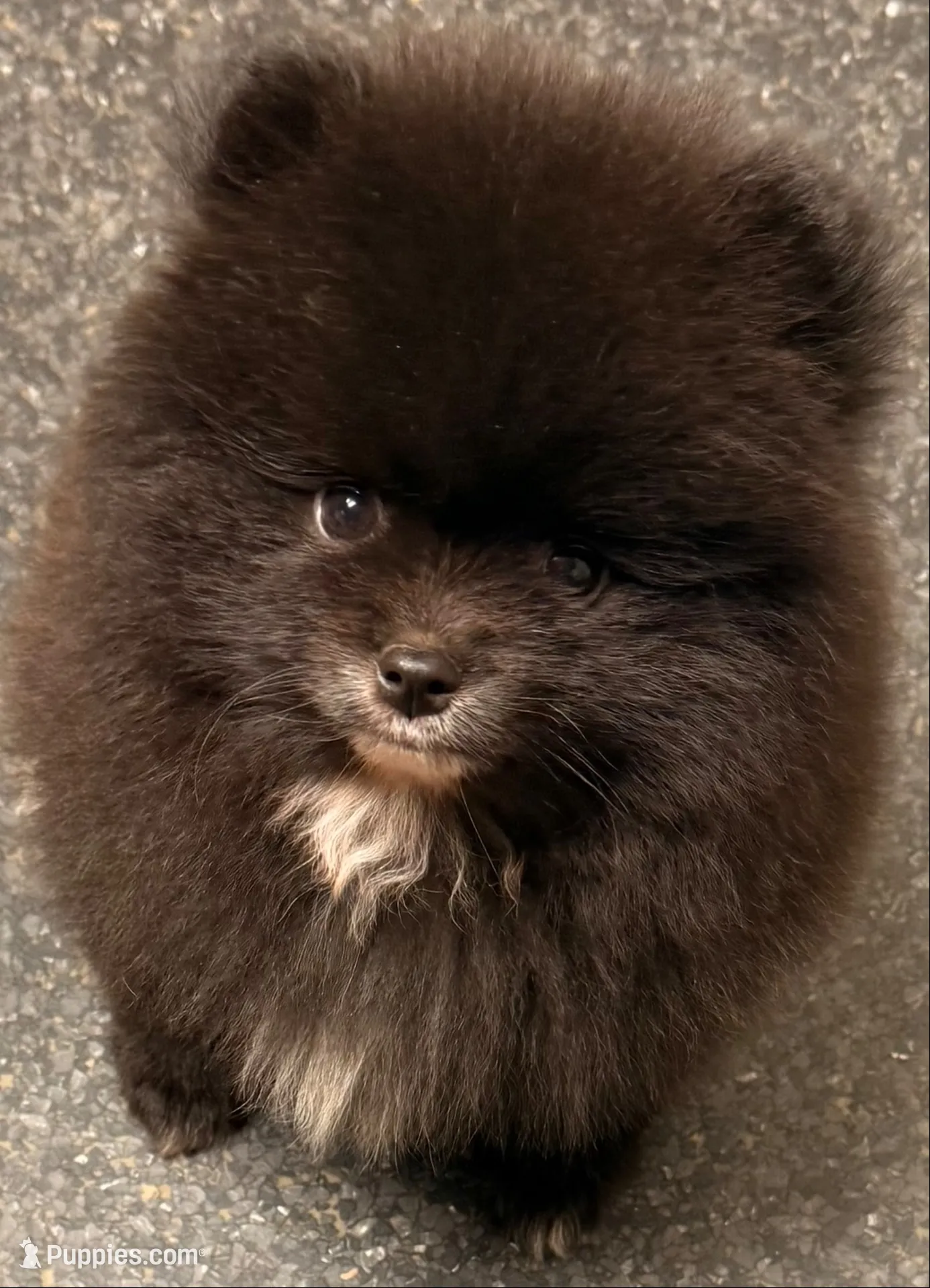 AKC Shadow 🩵, a male Pomeranian for sale in Pace, FL – 4 of 10