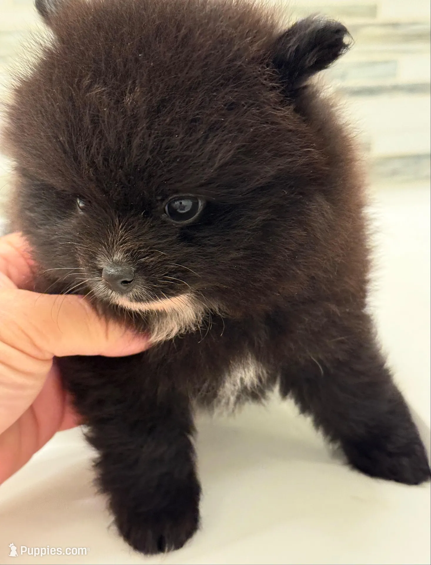 Akc 7 female, a female Pomeranian for sale in Pace, FL – 5 of 10