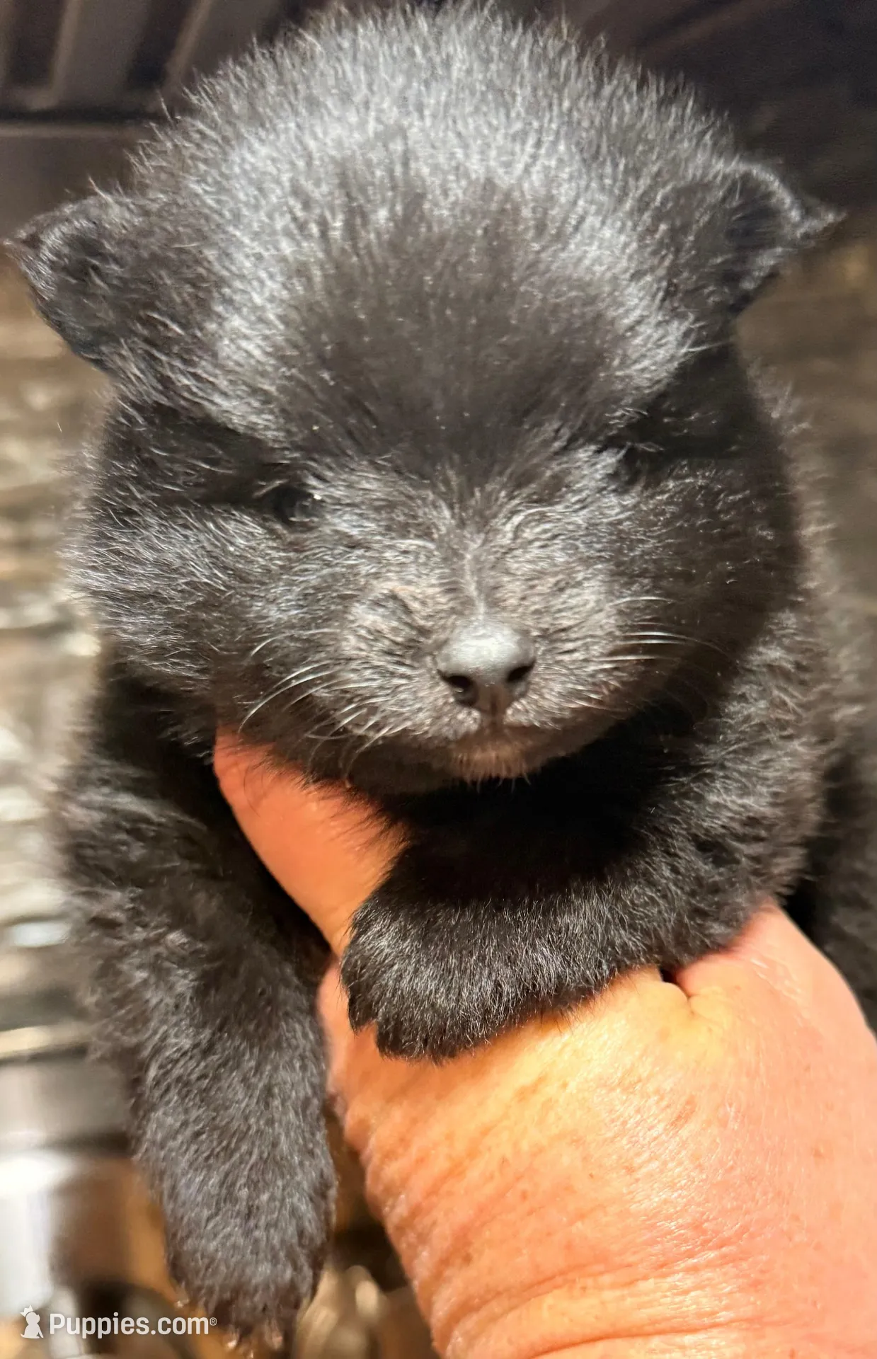 AKC 2 – Pomeranian puppy for sale in Pace, FL