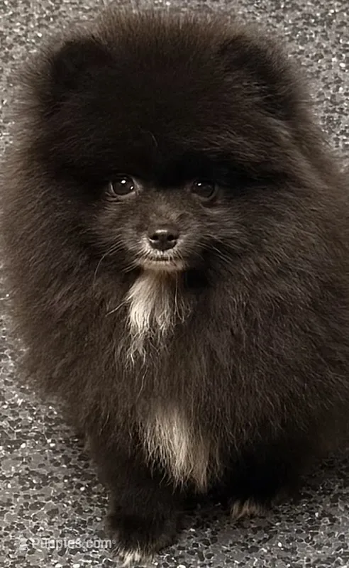 AKC Shadow 🩵 – Pomeranian puppy for sale in Pace, FL