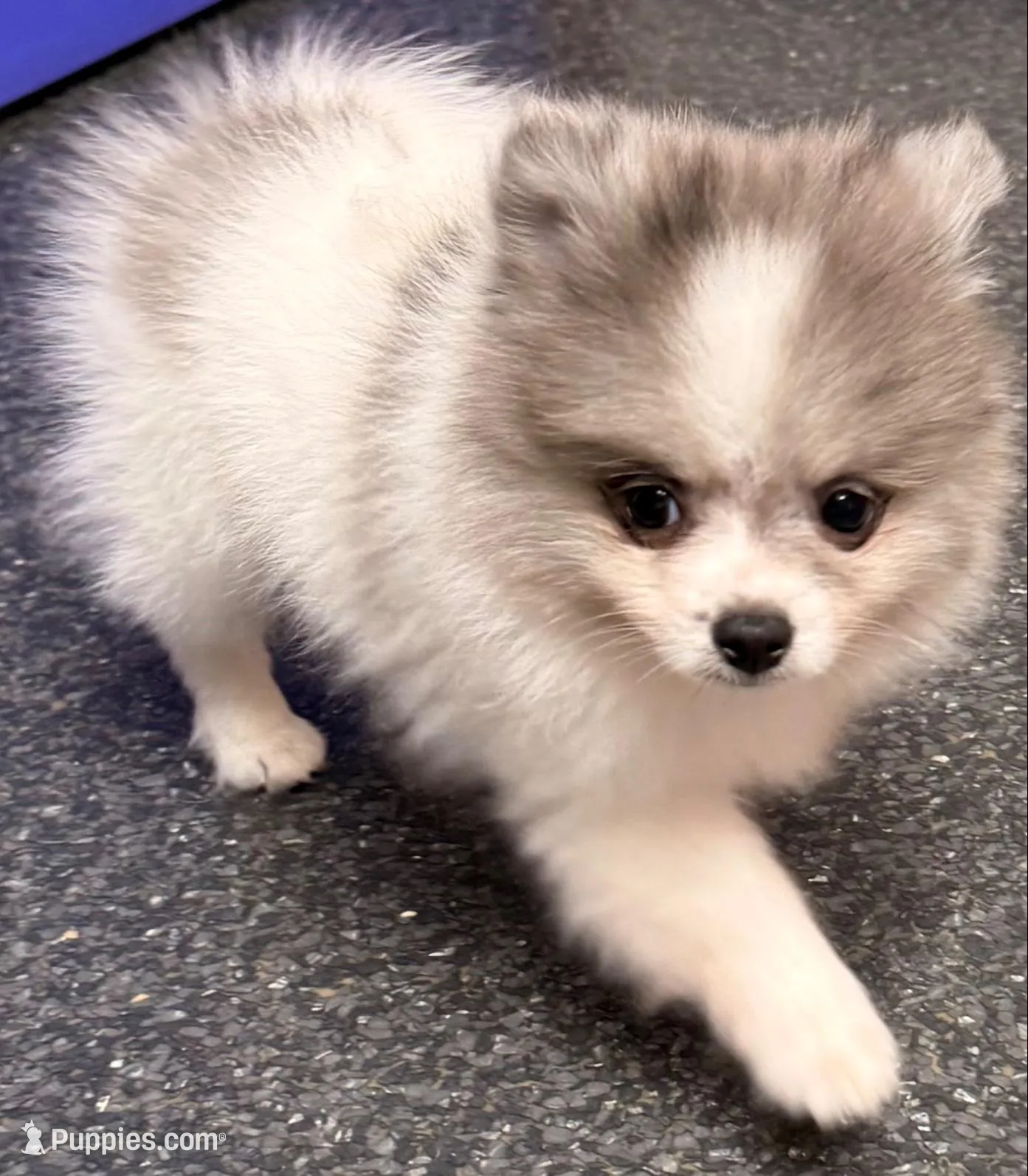 AKC 3, a male Pomeranian for sale in Pace, FL – 3 of 10