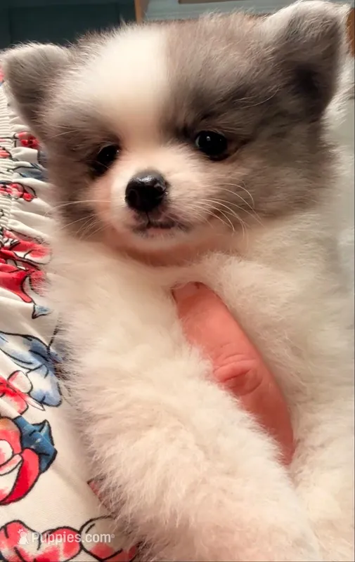AKC 5 – Pomeranian puppy for sale in Pace, FL