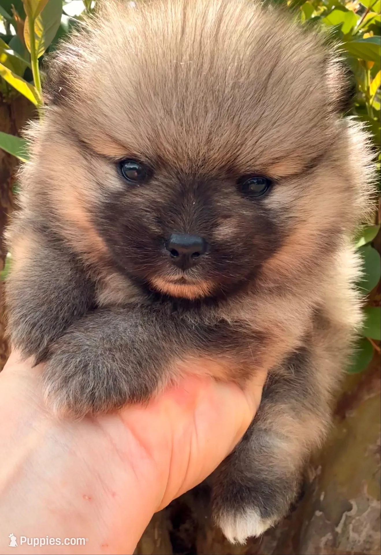 AKC 8, a female Pomeranian for sale in Pace, FL – 9 of 10