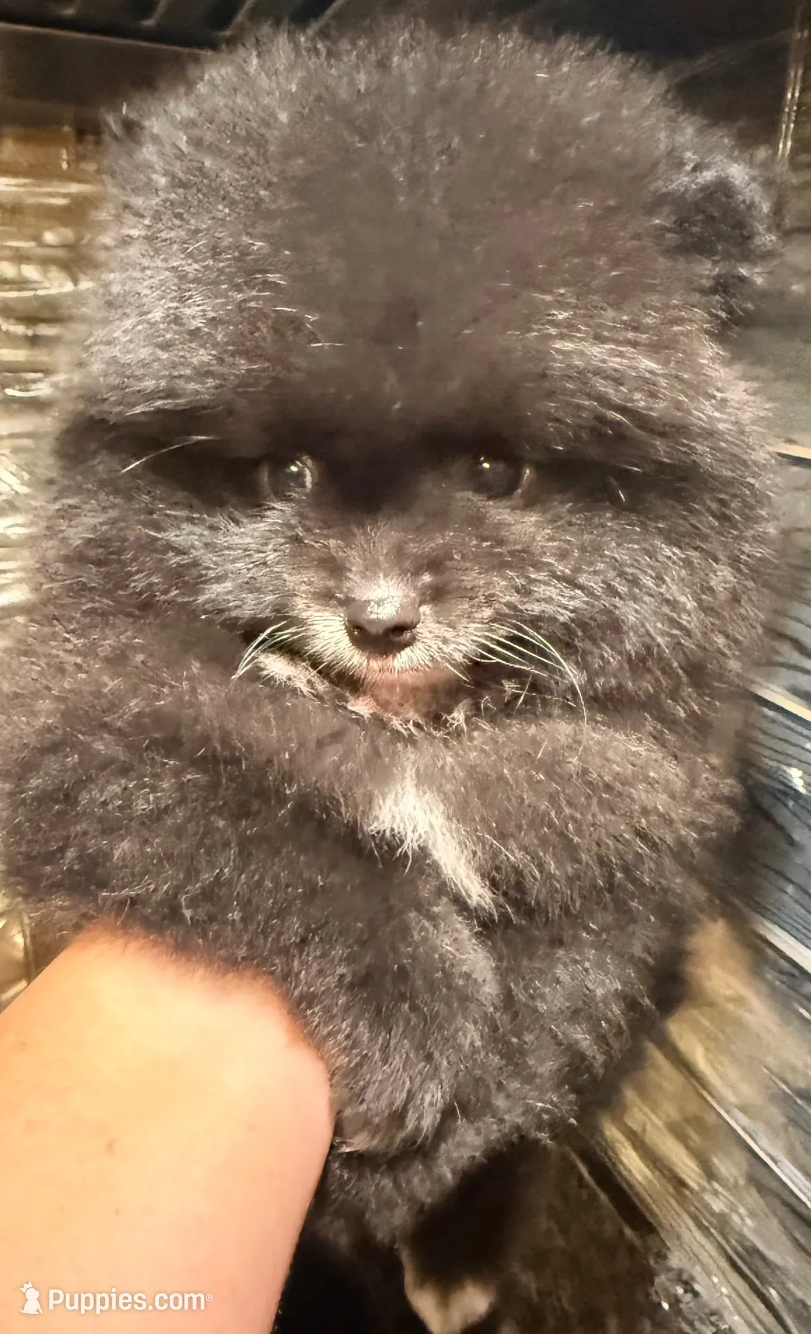 AKC Shadow 🩵, a male Pomeranian for sale in Pace, FL – 3 of 10