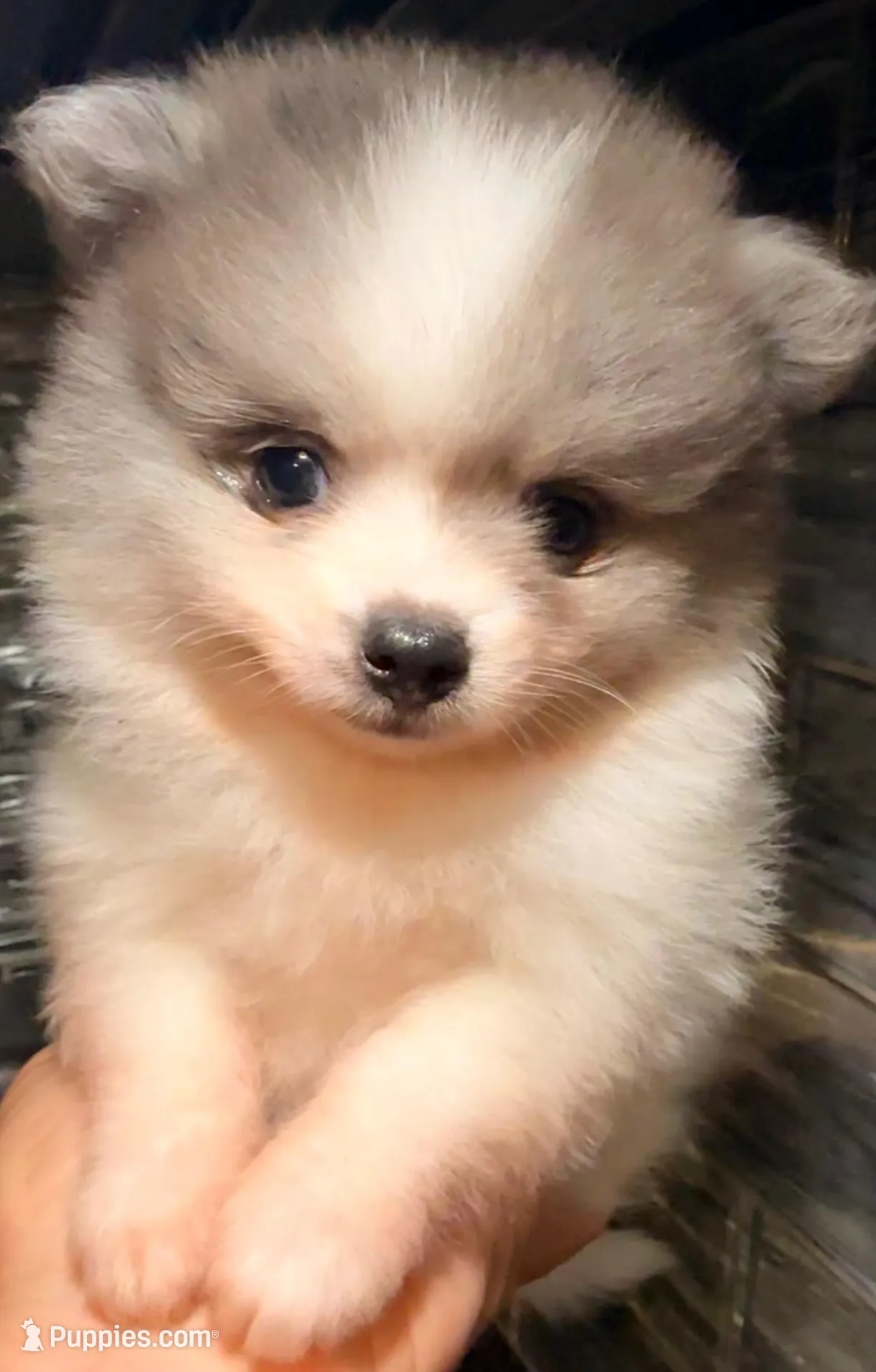 AKC 3, a male Pomeranian for sale in Pace, FL – 8 of 10