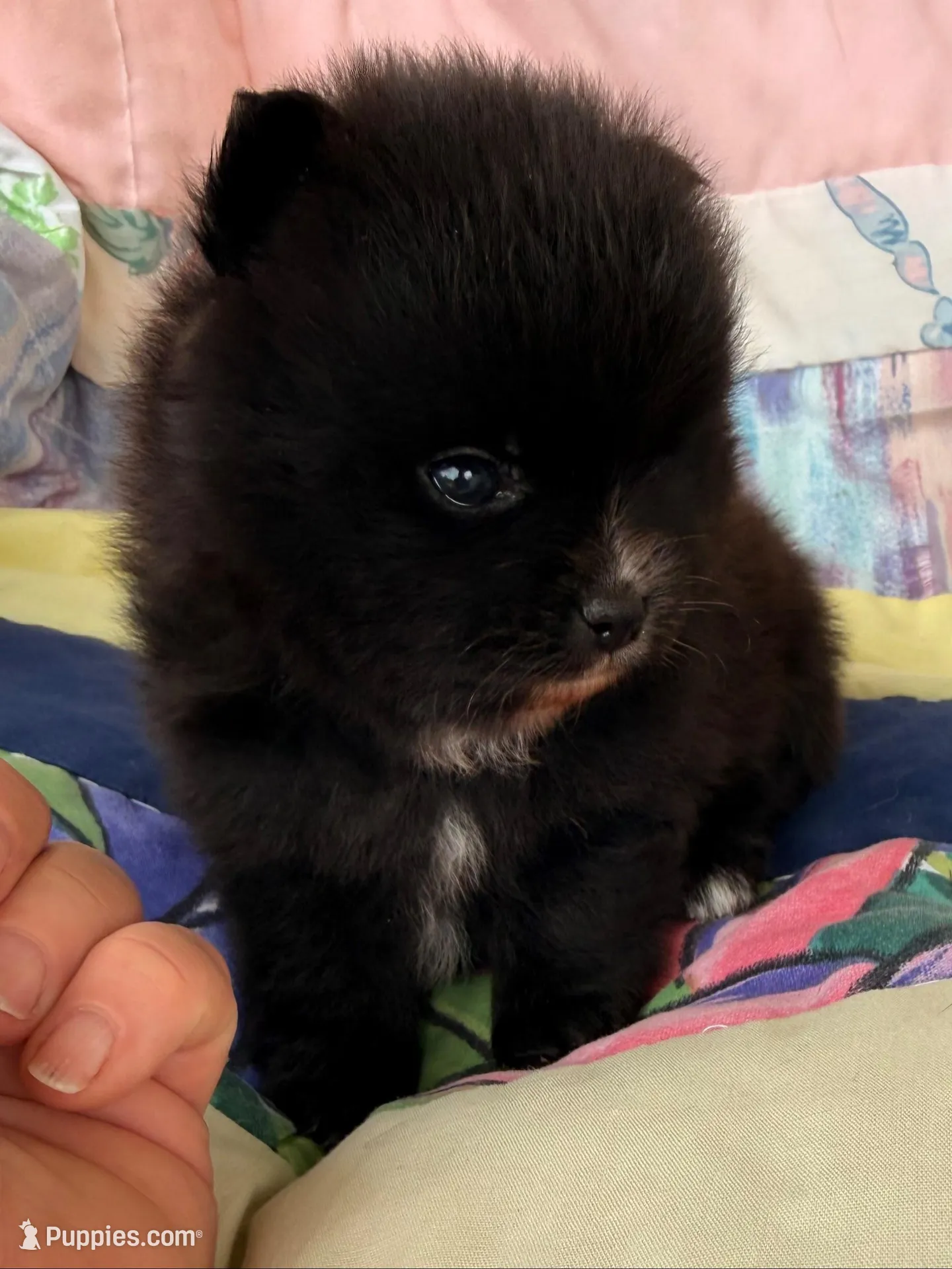 Akc 7 female, a female Pomeranian for sale in Pace, FL – 7 of 10