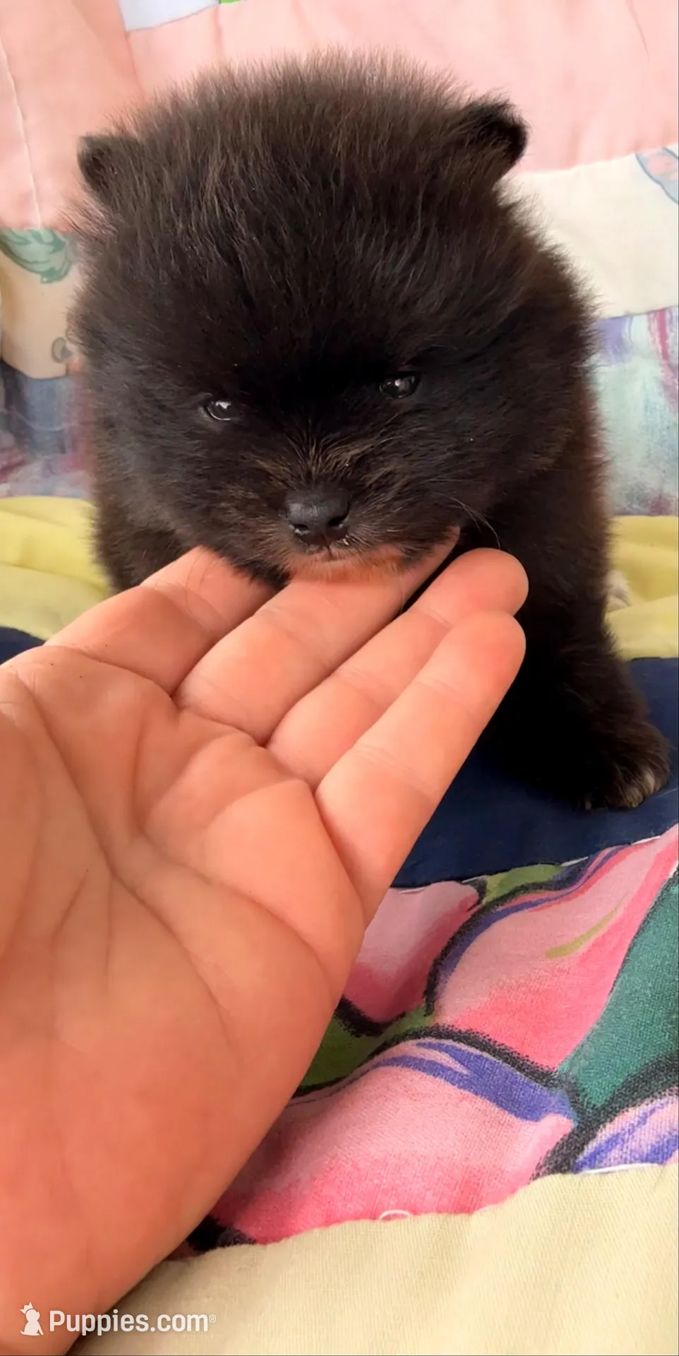 AKC 6, a male Pomeranian for sale in Pace, FL – 7 of 9