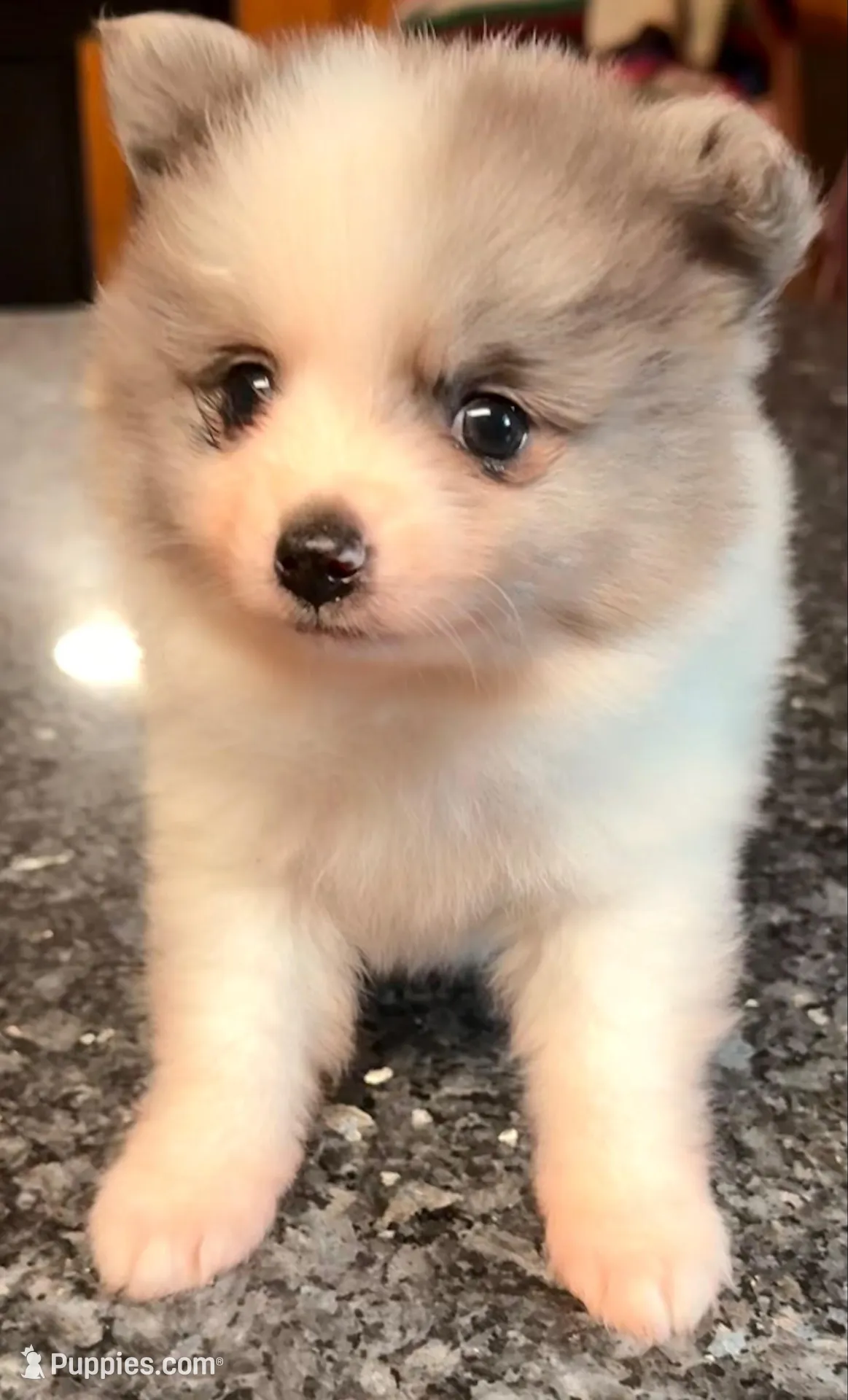 AKC 5, a male Pomeranian for sale in Pace, FL – 9 of 10