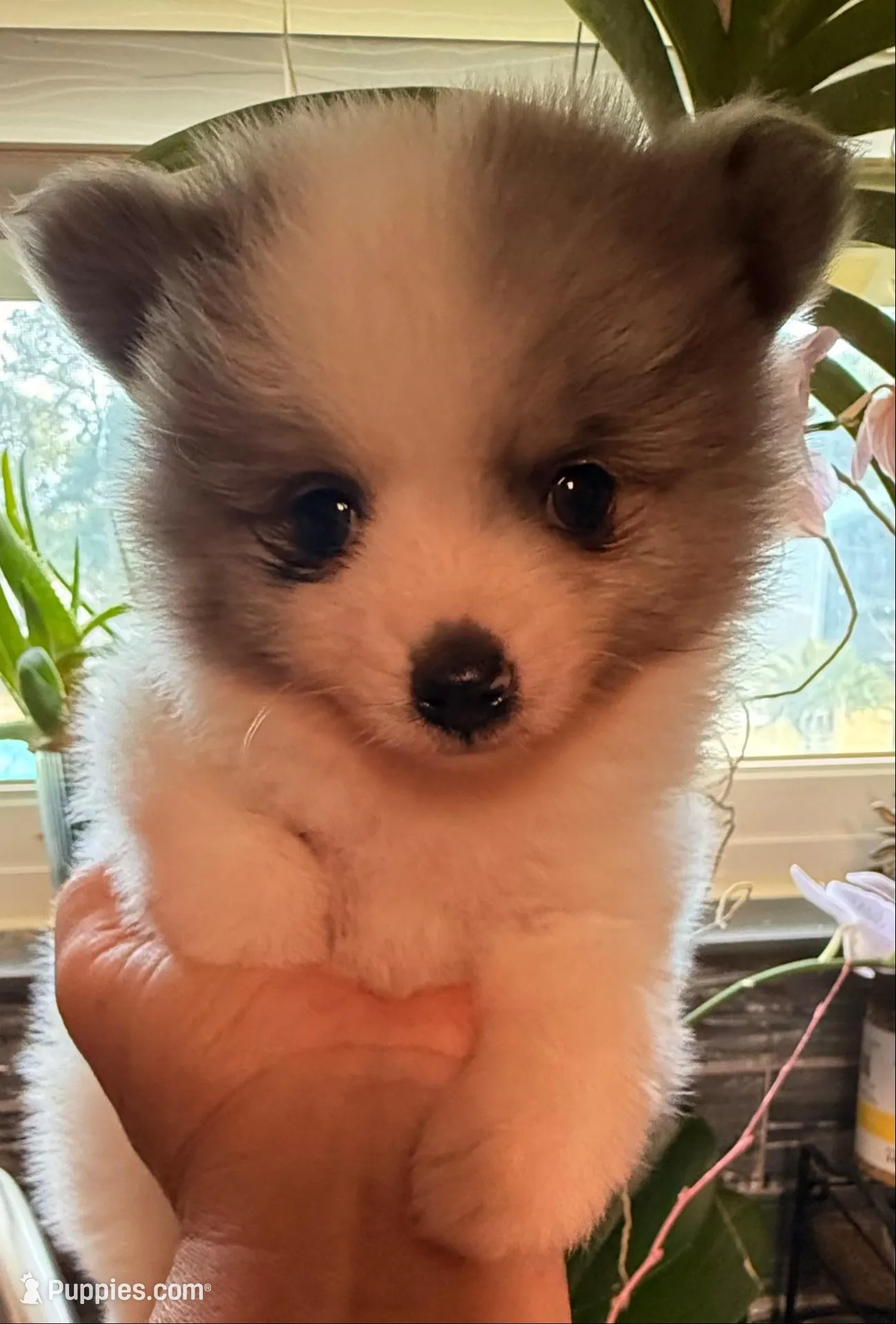 AKC 5, a male Pomeranian for sale in Pace, FL – 10 of 10
