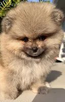 Raven🩷congratulations Kenny🩷, a female Pomeranian for sale in Pace, FL – 1 of 10