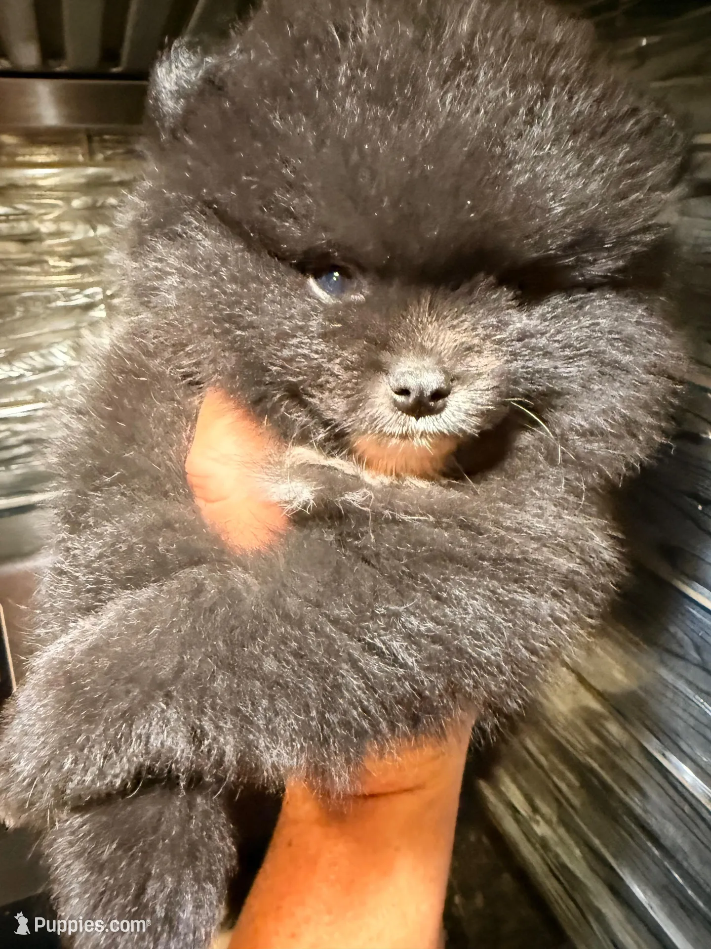 AKC 6, a male Pomeranian for sale in Pace, FL – 5 of 9
