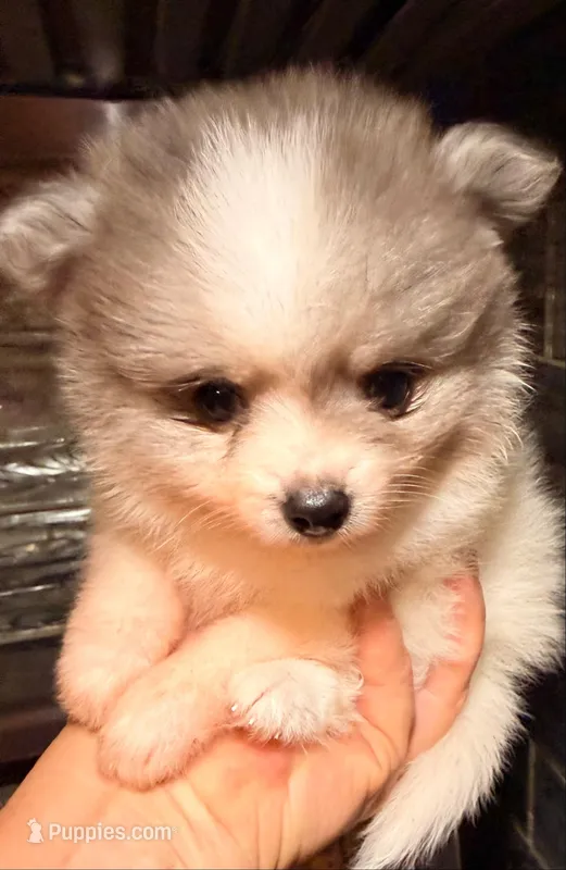 AKC 3 – Pomeranian puppy for sale in Pace, FL