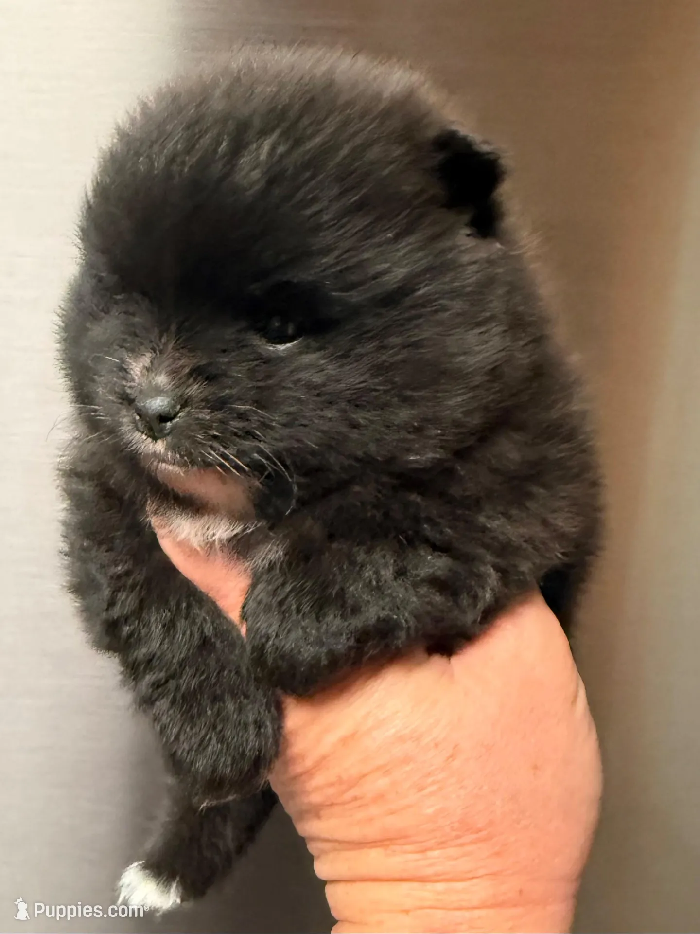 Akc 7 female, a female Pomeranian for sale in Pace, FL – 9 of 10