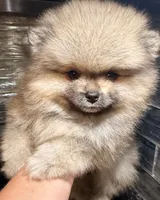 Raven🩷congratulations Kenny🩷, a female Pomeranian for sale in Pace, FL – 10 of 10
