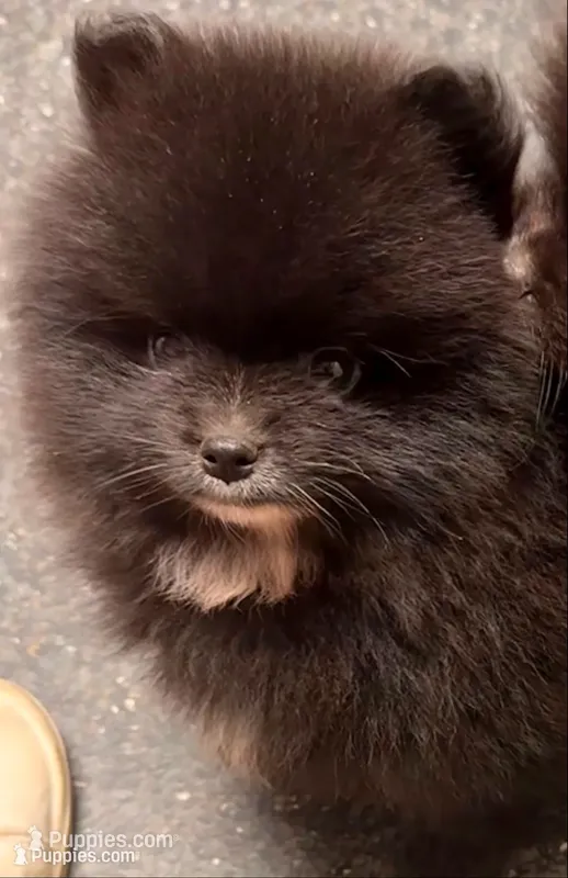 Akc Onyx 🩷 – Pomeranian puppy for sale in Pace, FL