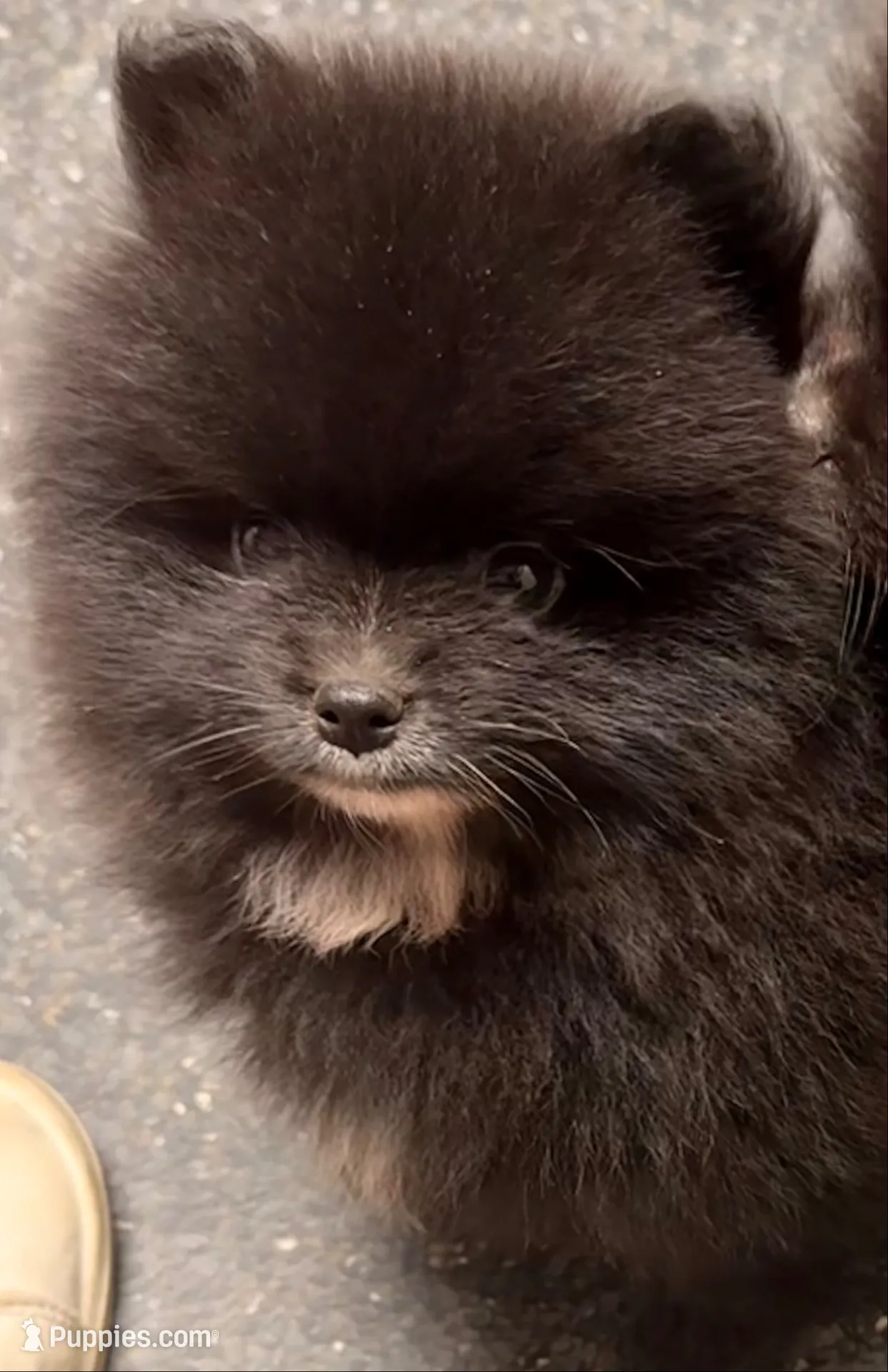 Akc Onyx 🩷, a female Pomeranian for sale in Pace, FL – 3 of 10