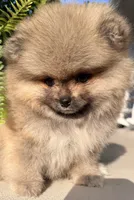 Raven🩷congratulations Kenny🩷, a female Pomeranian for sale in Pace, FL – 2 of 10