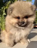 Raven🩷congratulations Kenny🩷, a female Pomeranian for sale in Pace, FL – 3 of 10