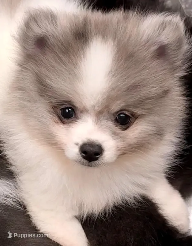 AKC 3 – Pomeranian puppy for sale in Pace, FL