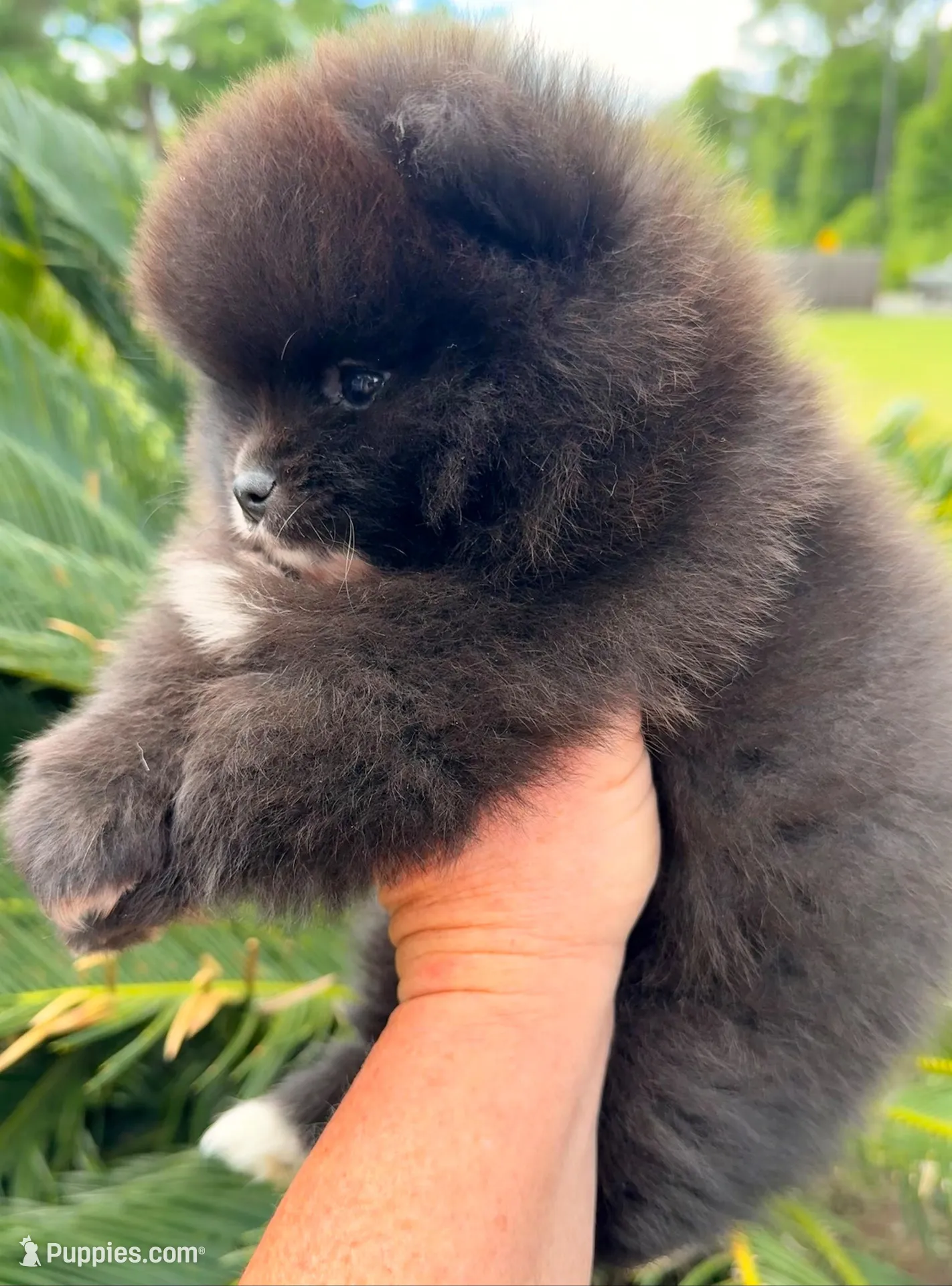AKC 6, a male Pomeranian for sale in Pace, FL – 3 of 9