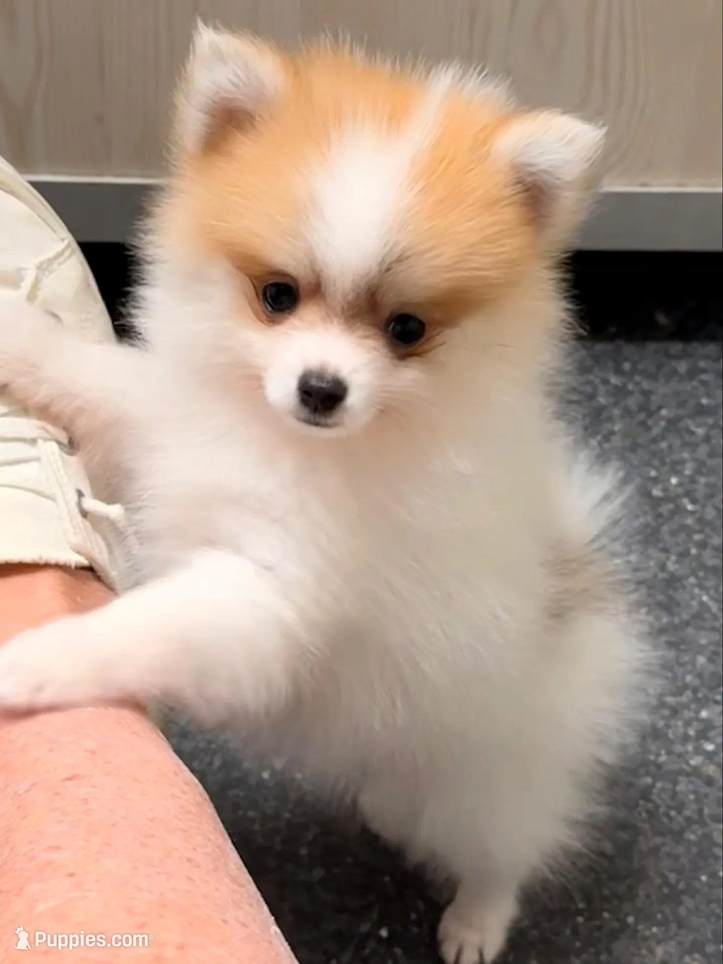 Congrats Scott and Melissa🥰, a male Pomeranian for sale in Pace, FL – 2 of 10
