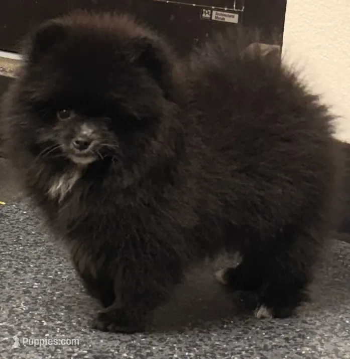 Akc Onyx 🩷 – Pomeranian puppy for sale in Pace, FL