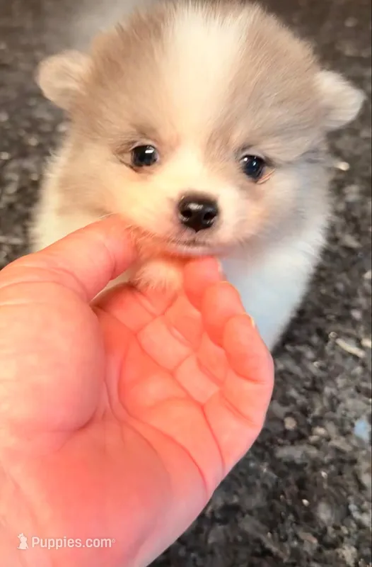 AKC 3 – Pomeranian puppy for sale in Pace, FL