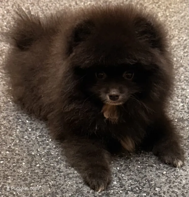 AKC Shadow 🩵 – Pomeranian puppy for sale in Pace, FL