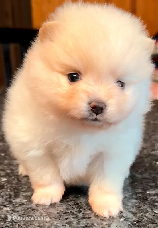 AKC 9 – Pomeranian puppy for sale in Pace, FL